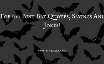 Bat quotes Tinydale