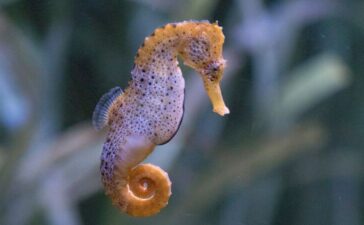 Cute Seahorse