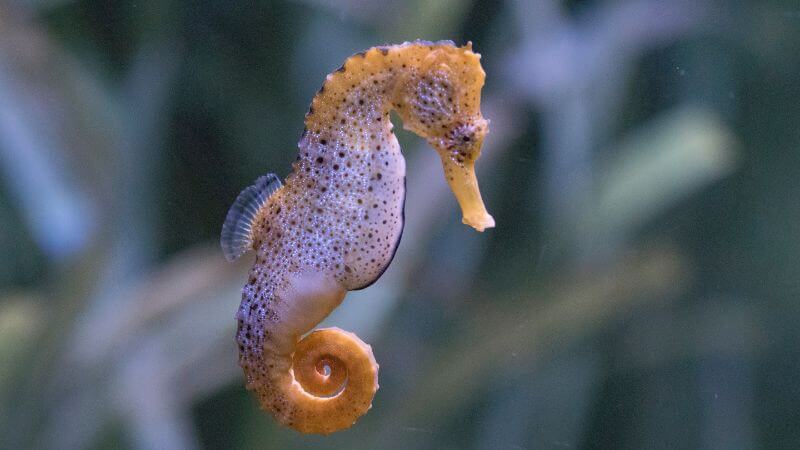 Cute Seahorse