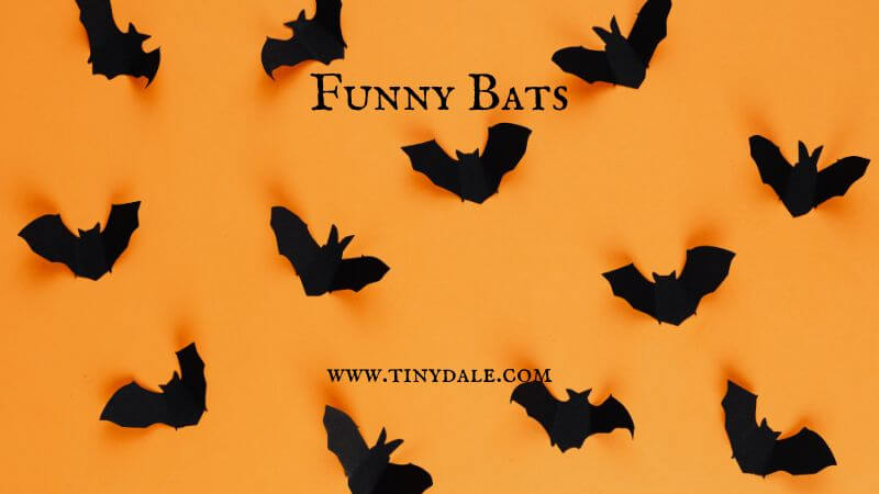 Funny bats - Tinydale