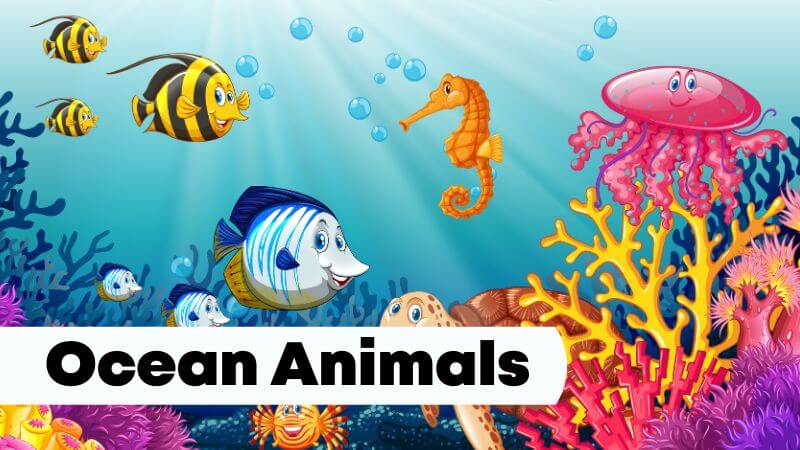 Ocean animals