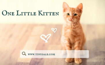 One little kitten