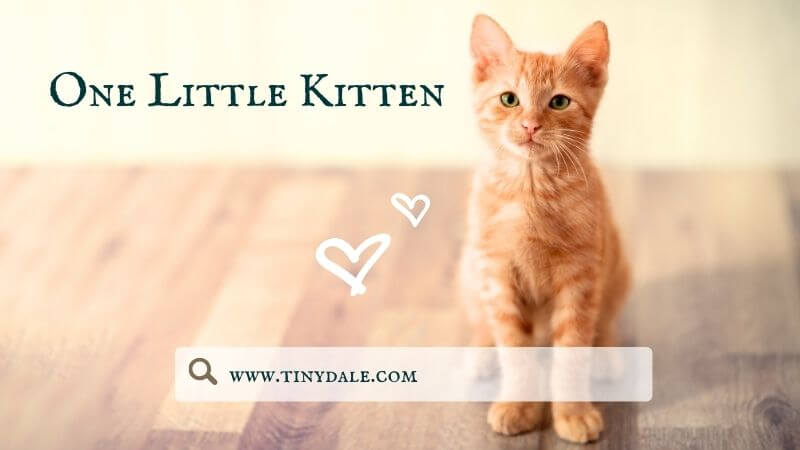 One little kitten
