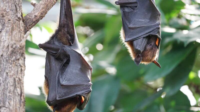 Real bat hanging on tree