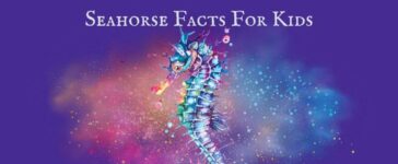 Seahorse Facts For Kids