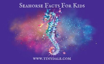 Seahorse Facts For Kids