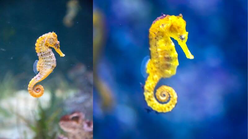 Seahorse images