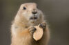 Cute groundhog eating