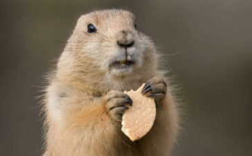 Cute groundhog eating