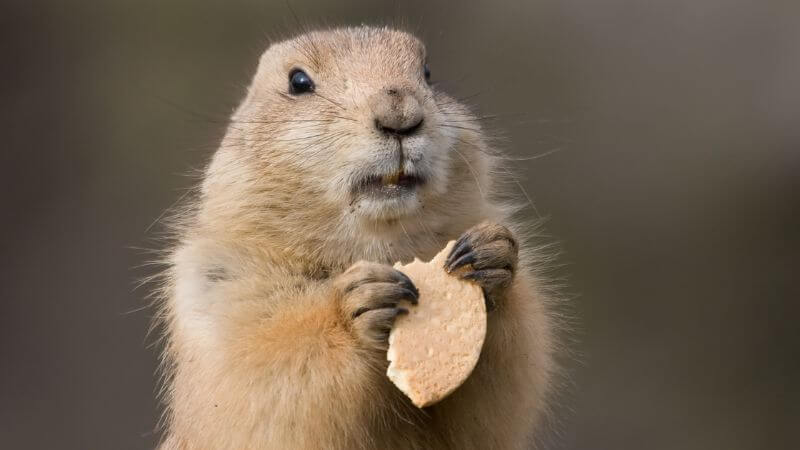 Cute groundhog eating