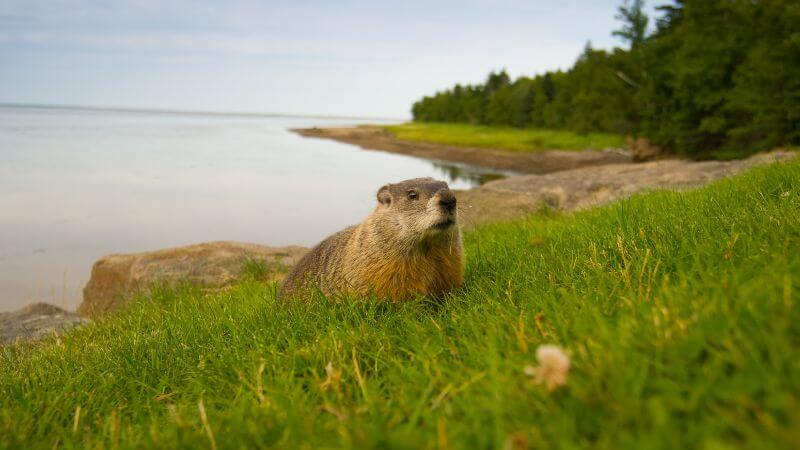 Groundhog Day Quotes