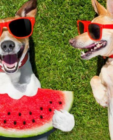 Funny dogs