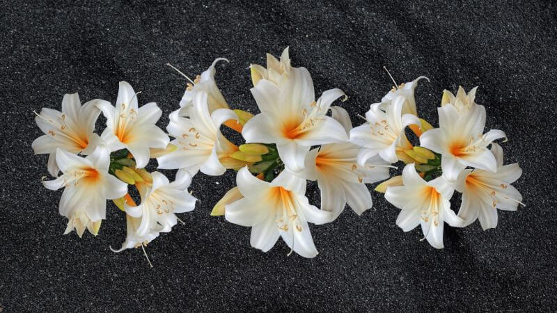 White lily