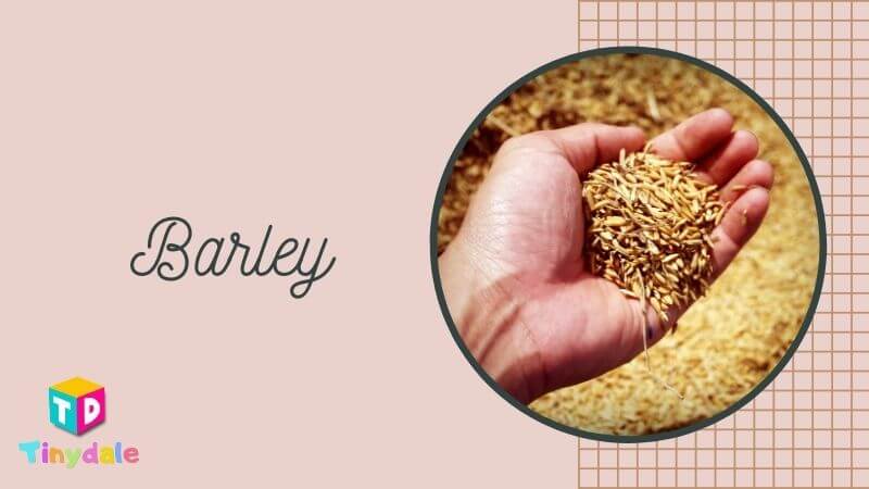 Barley Foods to increase Breast Milk