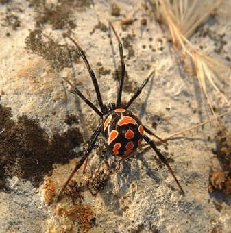 Black Widow Spider - tinydale