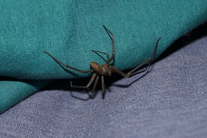 Brown Recluse Spider - tinydale