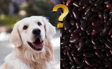 Can Dogs Eat Black Beans