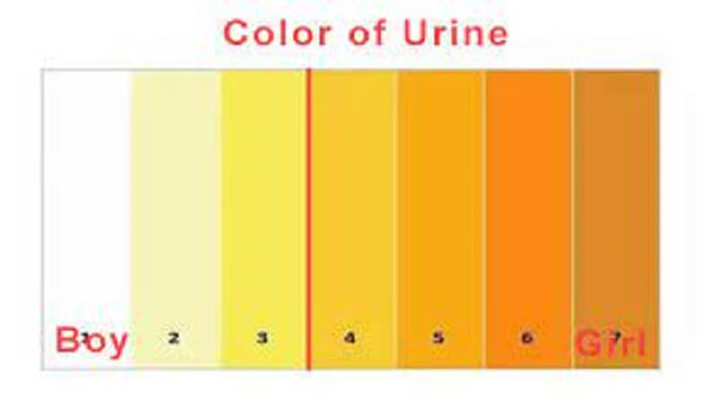 Colour of urine - signs you are pregnant with a boy