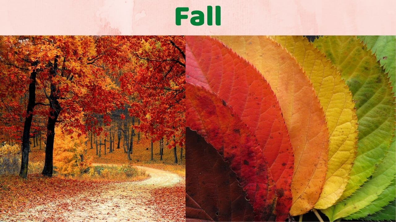 Fall