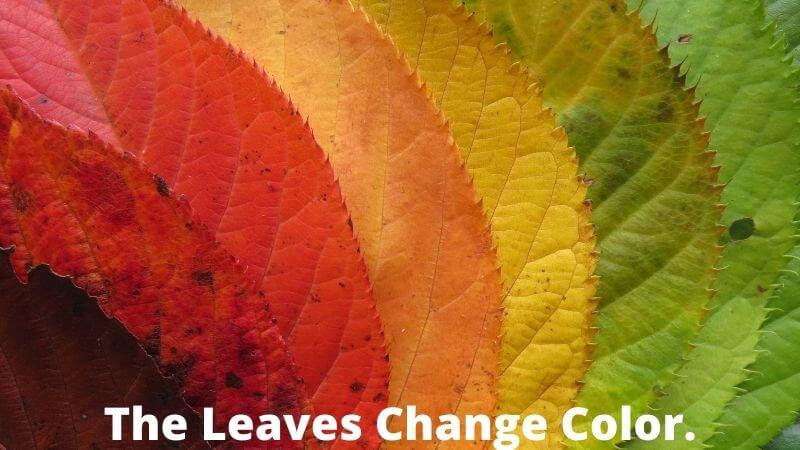 Leaves change color