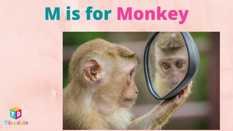 Monkey letter M