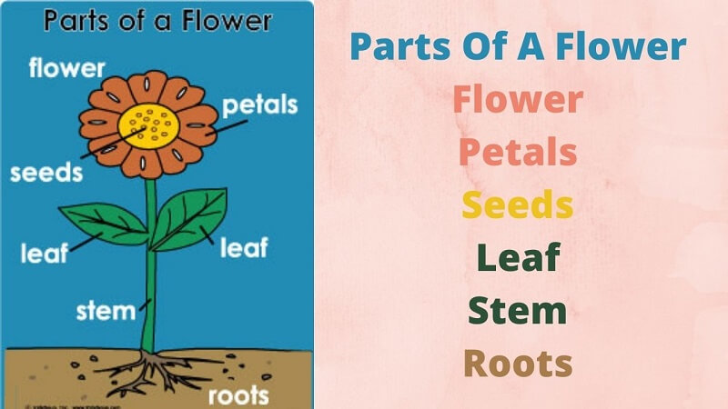 Parts Of a Flower