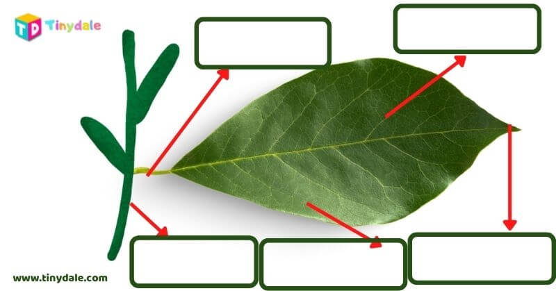 Parts of a Leaf Worksheet