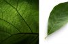 Parts of a Leaf for kids