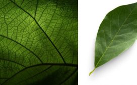 Parts of a Leaf for kids
