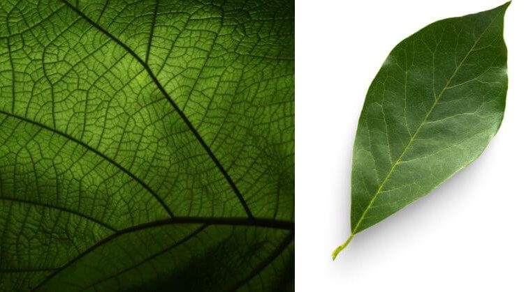 Parts of a Leaf for kids