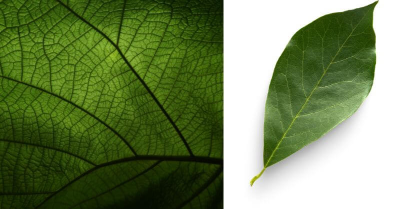 Parts of a Leaf for kids