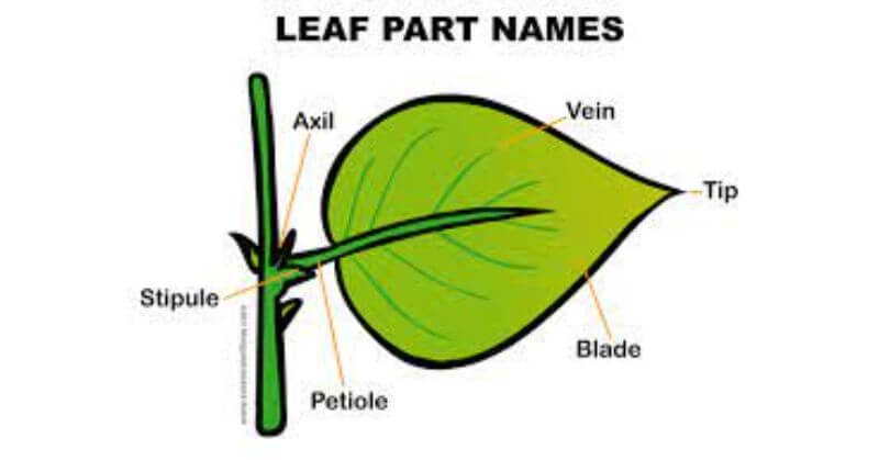 Parts of a Leaf