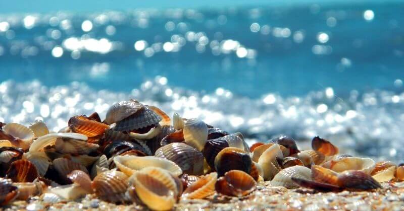 Seashells