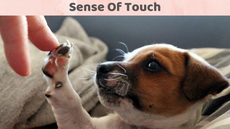 Sense Of Touch