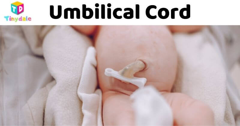 Umbilical Cord - Reasons for C Section