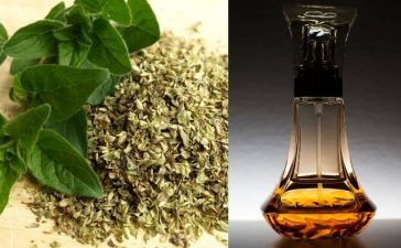 how to make oregano oil