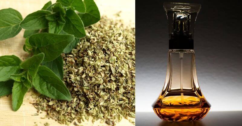 how to make oregano oil