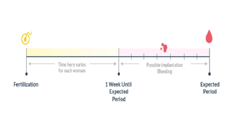 implantation to conception