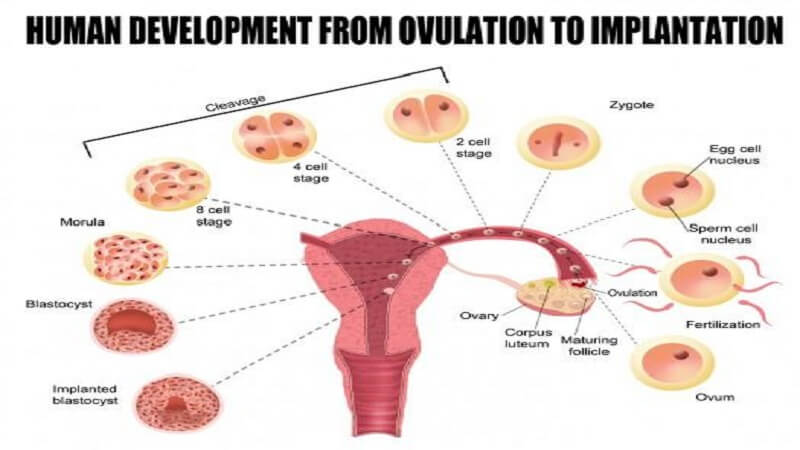 human development - ovulation - tinydale